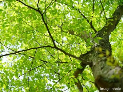 植物イメージ｜ザ・パークハウス麻布外苑西通り　