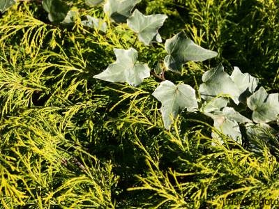 植栽イメージ｜ザ・パークハウス麻布外苑西通り　